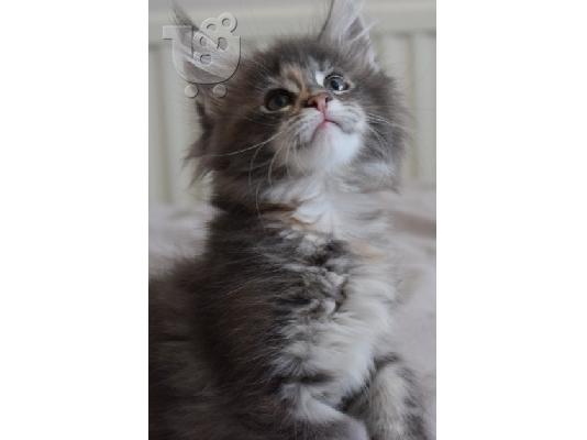 PoulaTo: Maine Coon γατάκια προς πώληση